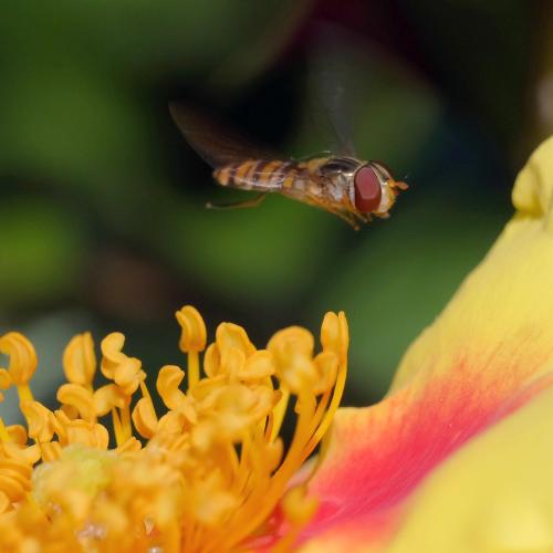 Episyrphus balteatus